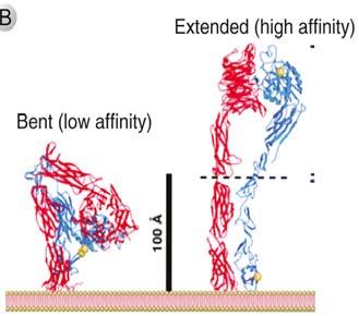 Hemmer protein syntese for virus