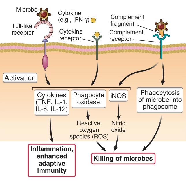 Cytokiner Polypeptider eller glykoproteiner sekrert av leukocytter (og andre