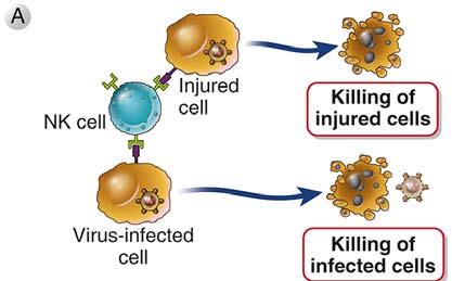 immunresponser og inflammatoriske reaksjoner Skilles ut i løselig form, men