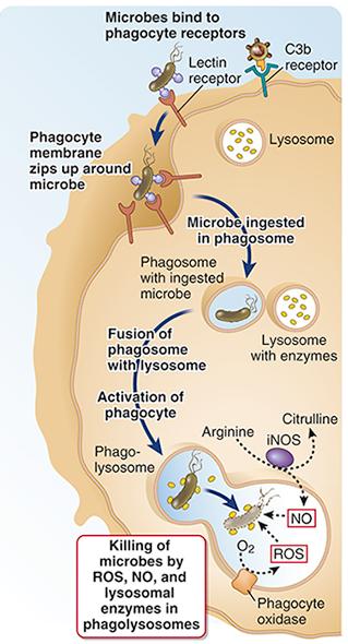 Fagocytose og intacellulært drap av mikrober Makrofager og nøytrofile granulocytter uttrykker mange reseptorer som kan bindes til mikrober