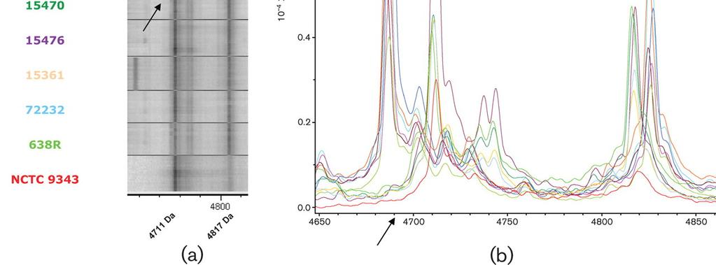 Påvisning av cfia hos B.fragilis Nagy, E. et al. J Med Microbiol. 2011.