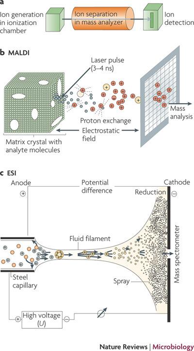 Protein fingerprinting