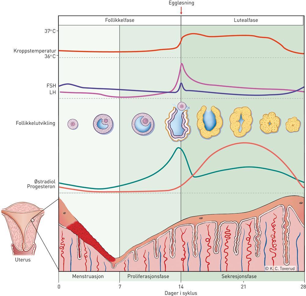 Figur 1 Fysiologisk prosess ved -menstruasjons