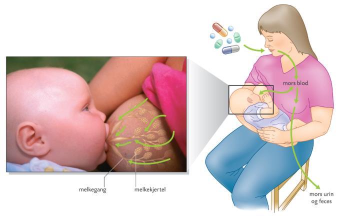 Ammingens farmakokinetikk Mors dose Barnets dose (peroralt) Absorpsjon, distribusjon, metabolisme, ekskresjon Likevekt mellom plasma og melk Absorpsjon, distribusjon, metabolisme, ekskresjon Effekt