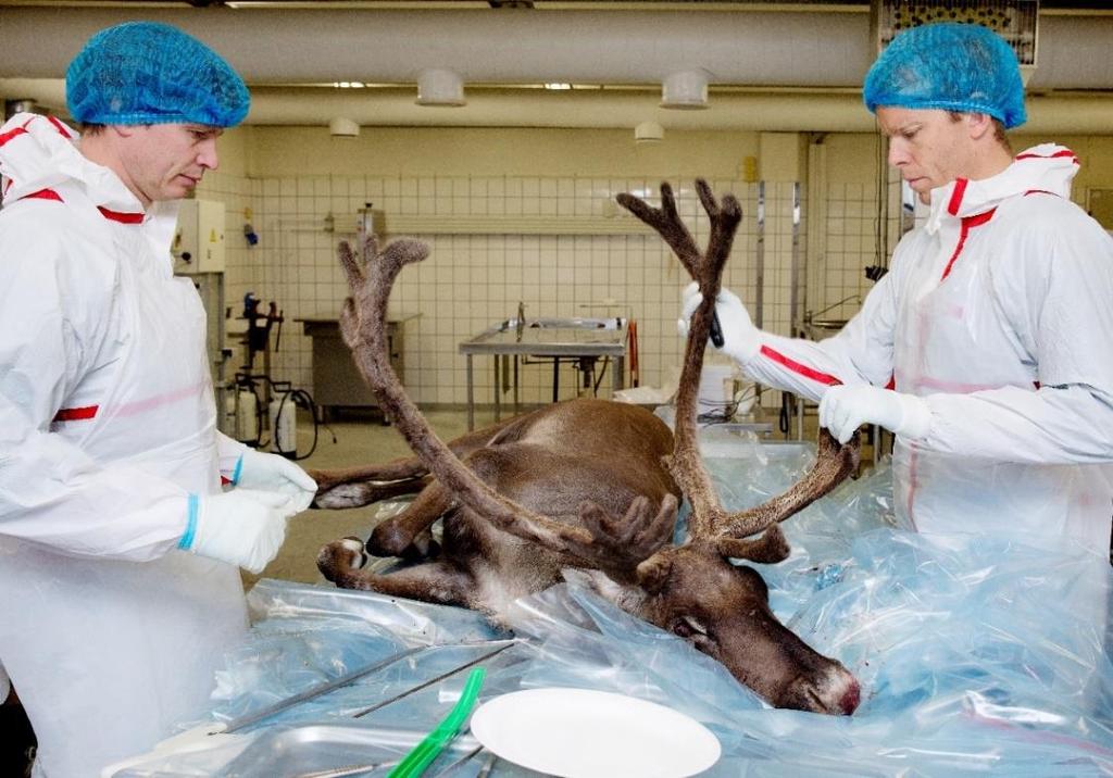 Kartlegging Foto: Veterinærinstituttet Obduksjon og