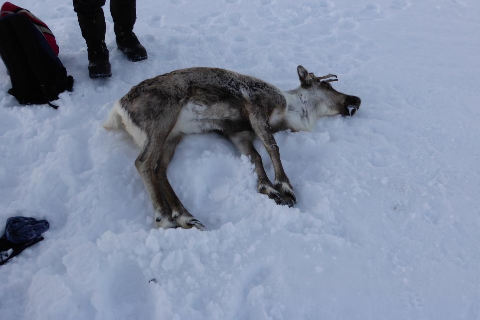 Nedskyting av villrein i Nordfjella -