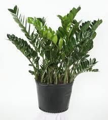 harmløs Zamioculcas Zamiifolia irriterende