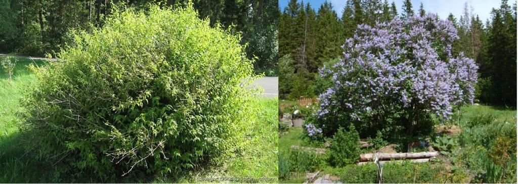 Botanisk navn : Ribes sanguineum Foto: Renate Vea Petersson Frittstående busk Kan ha store størrelsesforskjeller og være