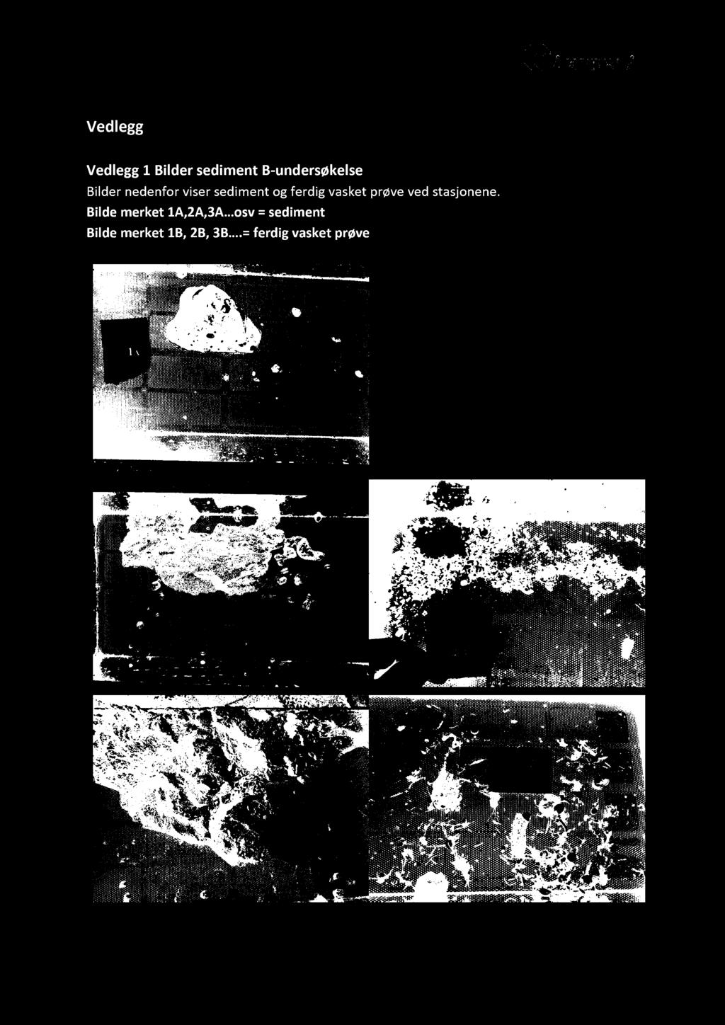 Lekangsund II Vedlegg Vedlegg 1 Bilder se diment B - undersøkelse Bilder nedenfor viser sediment og ferdig vasket prøve ved