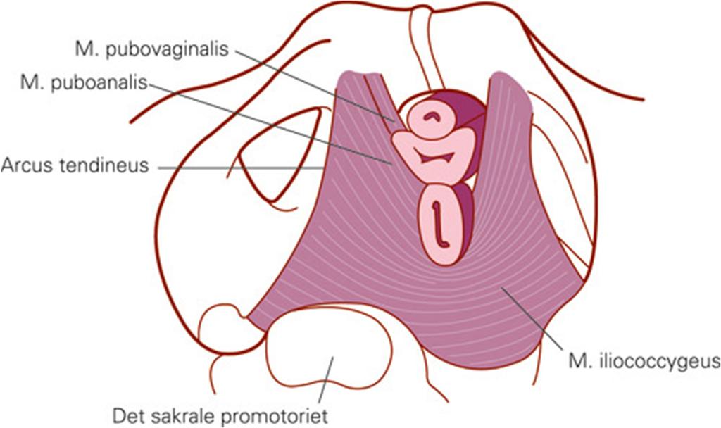 utspring fra hver side av os pubis, forløper som en slynge rundt rectum, og fester i motsatt side av os pubis. Tredje del av m. levator ani, m. iliococcygeus, beskrives i figur 2.