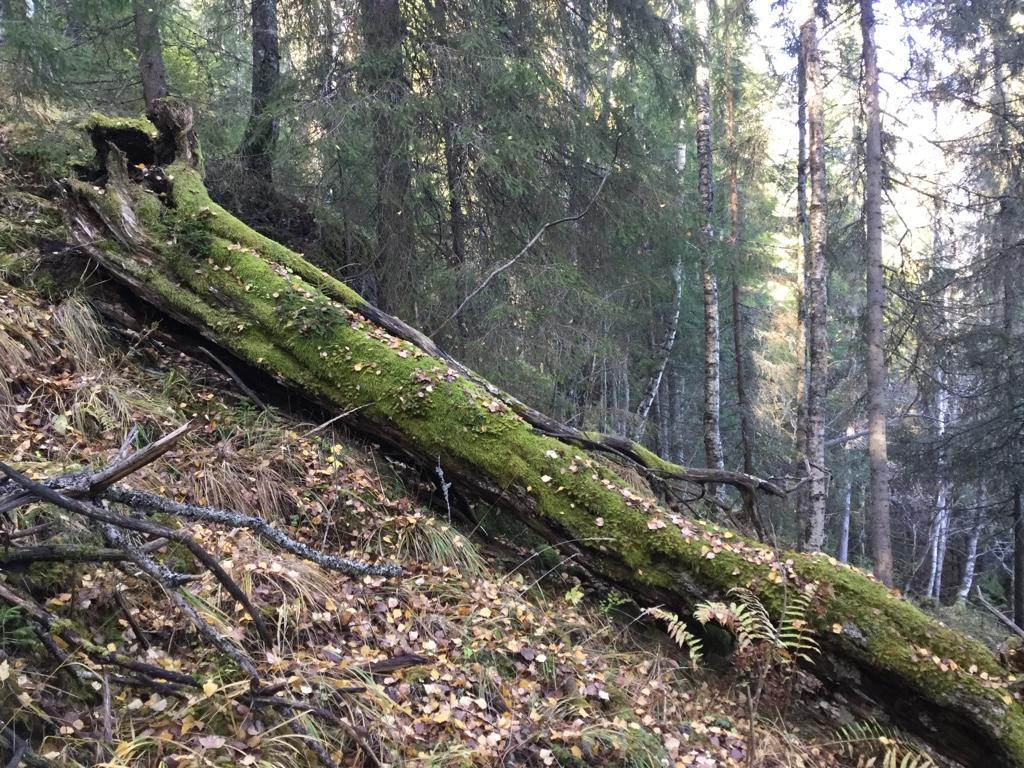 Middelaldrende granskog med mye