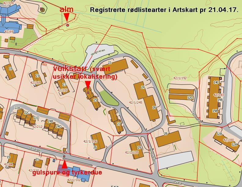 Svartlistartr I Artskart r dt rgistrrt følgnd svartlistartr i planområdt, s Figur 6-8: Kanadagullris, platanlønn og kjmpbjørnkjks. Katgori «Svært høy risiko»/se. Rødhyll, krypfrdløs og dlgran.