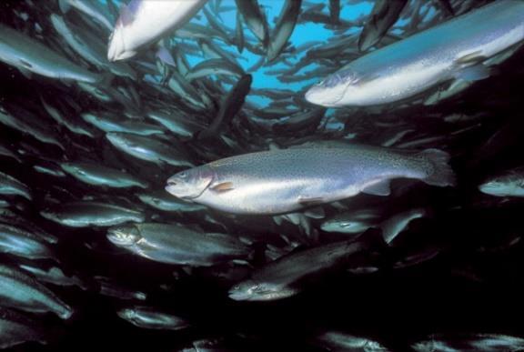 WAPABAT: Stokke og Indset (2012): Møtet mellom EUs vanndirektiv og statlig sektoransvar: case håndtering av rømt fisk og