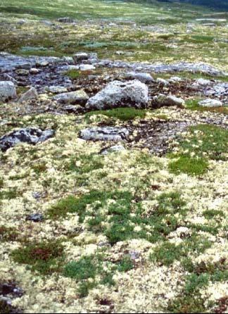 lavhei høgstaudeeng grassnøleie