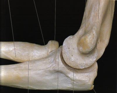 Underarm, antebrachium Ulna og radius Hånden, manus Skulderledd: Kuleledd - leddskål på