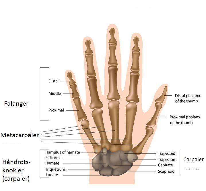 Hånd 8 terningformede håndrotsknokler glideledd mellom hverandre Hengsleledd i fingrer Håndleddet inkluderer leddforbindelser mellom flere knokler (radius-ulna-håndrotsben) med mulighet for