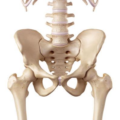 Bekken Består av 3 deler: 2 hoftebein (os coxae) og korsben (os sacrum). Danner feste for muskler som beveger kroppen og underekstremitetene.