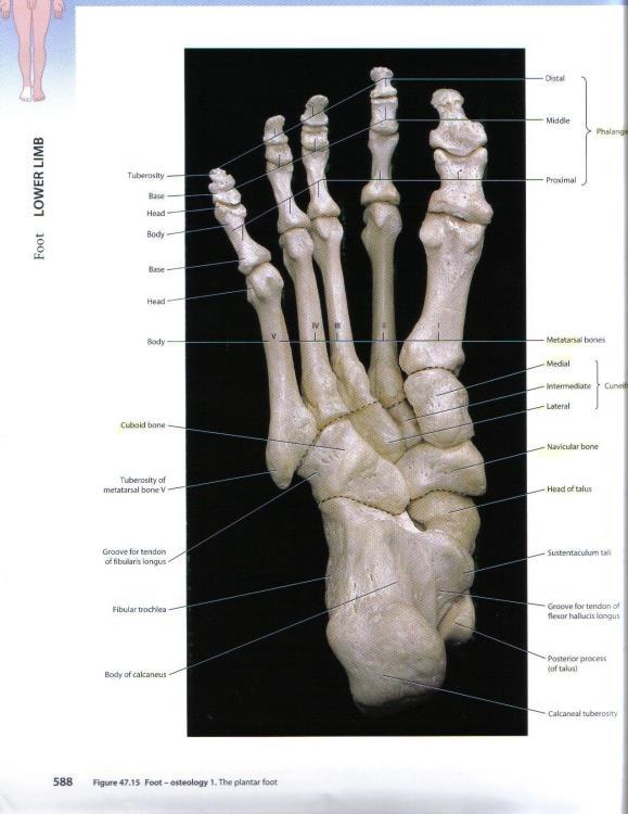 Fot 26 knokler 3 phalanger i tær (2 i stortå) Metatarsal 1-5 (knokler) Fotrotsknokler: Calcaneus; hæl