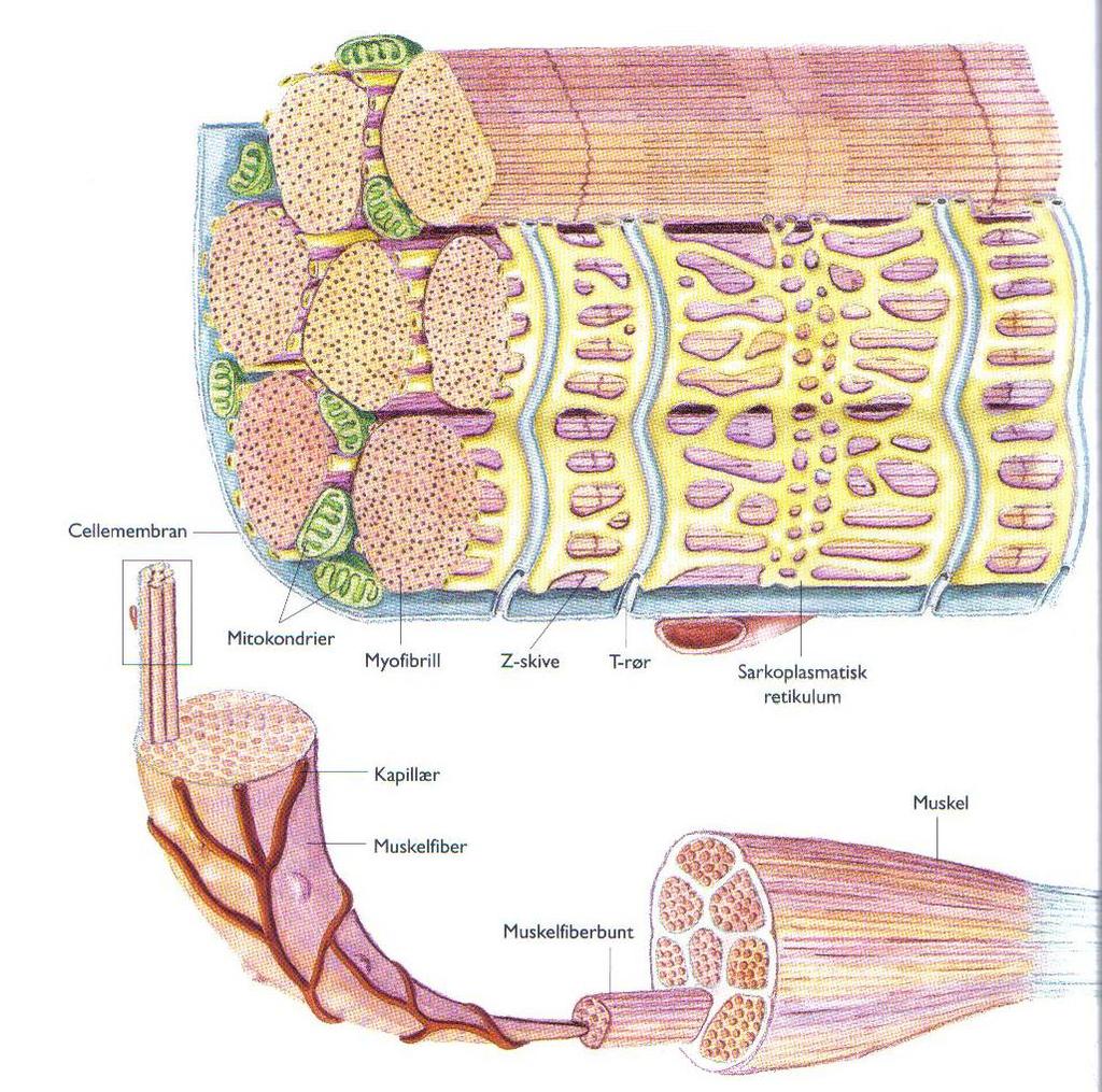 Skjelettmuskelcellen aktin & myosin 1 muskelcelle består av flere lange myofibriller 1 myofibrill er oppbygd av proteinet aktin (tvinnet perlebånd) og myosin