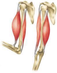 Skjelettmuskulatur og bevegelse Muskler og sener strekker seg ofte over ledd, slik at de kan gi bevegelse ved kontraksjon av muskelen.