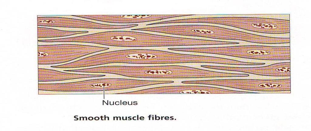 Glatt muskulatur Oppbygging Mindre enn skjelettmuskelfibre Inneholder både aktin- og myosinfilamenter, men de er ikke