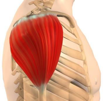 skulderbuen i forhold til kroppen M. Latissimus dorsi M.