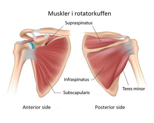 hovedoppgave å bevege armen i forhold til skulderbuen. M.