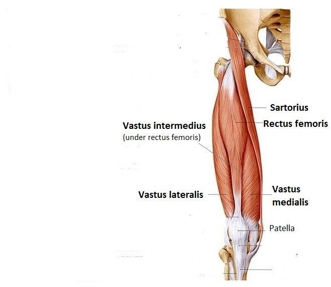 Muskler i beina Quadriceps femoris (4 muskler) Rectus femoris Vastus intermedius Vastus lateralis Vastus medialis