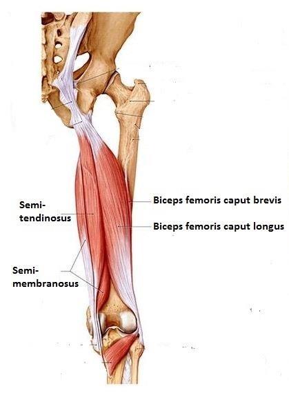 Funksjon: Kneekstensjon, hoftefleksjon Muskler i beina, forts.