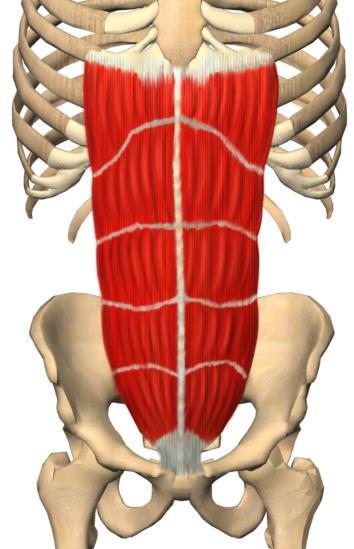 Magemuskulatur Rectus abdominis Utspring/feste: Fra symfyse og skamben til ribbeina. Funksjon: Bøyer magen. Hode/hals muskulatur Mimiske muskler: Mimikk i ansikt, lukke øyne/munn o.