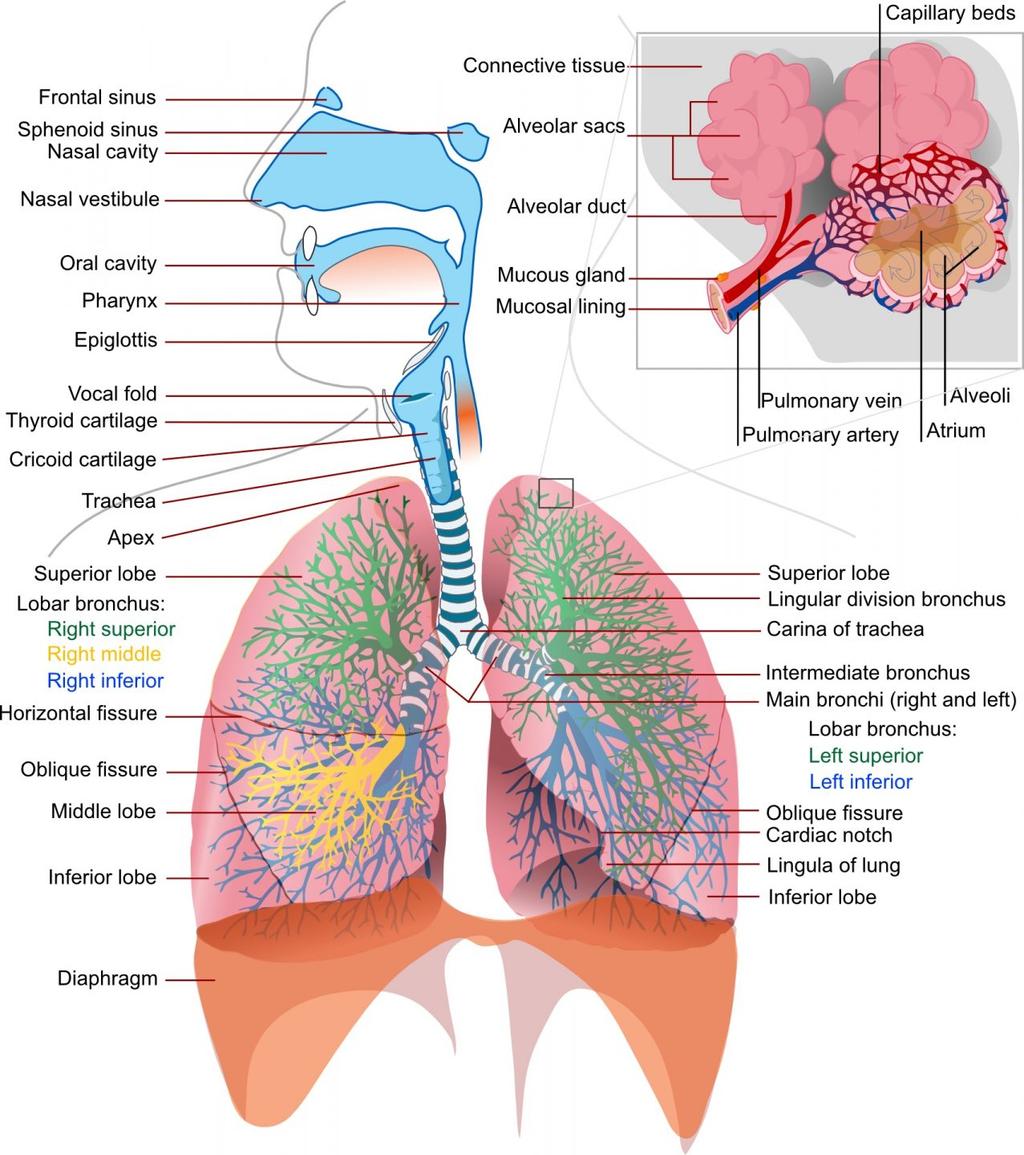 Differensialdiagnoser astma Malaci luftveier Bakteriell bronkitt Aspirasjonssyndromer. GØR.