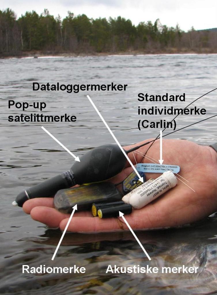 Telemetri og fisk metoder Standard individmerke PIT-merke