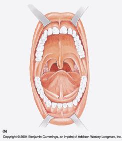 Gulvet av munnhulen Gulvet består av tungen som inneholder mange små knopper med smaksceller. Tennene Tennene er festet til overeller underkjevebeinet. Vi har 32 tenner (20 melketenner).