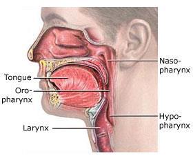 Nervesystemets regulering av spyttsekresjonen Sympaticus tyktflytende spytt. Derfor blir vi tørre i munnen når vi er nervøse. Parasympaticus tyntflytende spytt (når vi spiser).