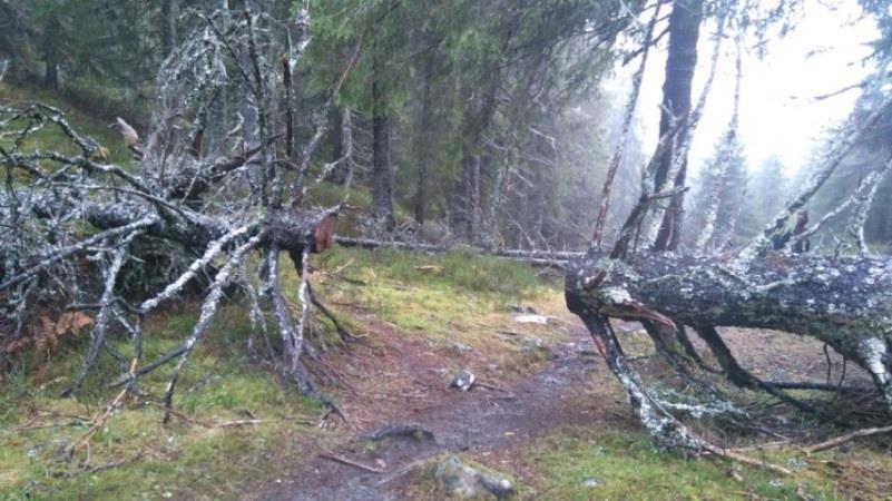 Bålbrenning Uttak av småvirke til bål og enkelt friluftsliv på stedet er tillatt (ifølge 4 punkt i), men hele trær og gadd av gran og furu (tørre stammer) skal ikke felles.