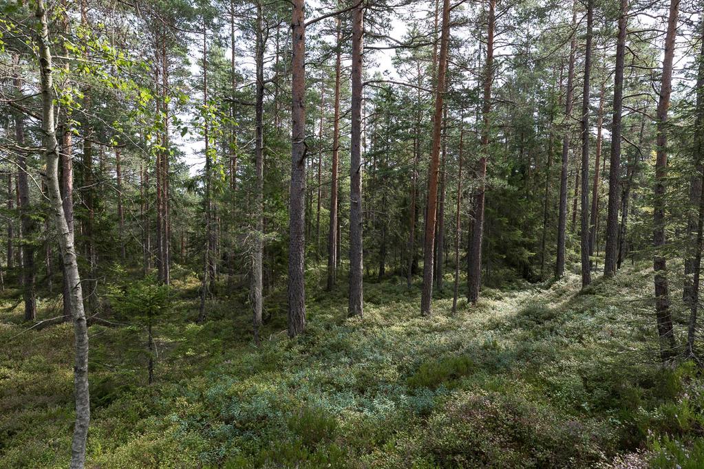 Bilder fra området Tofteskogen vest