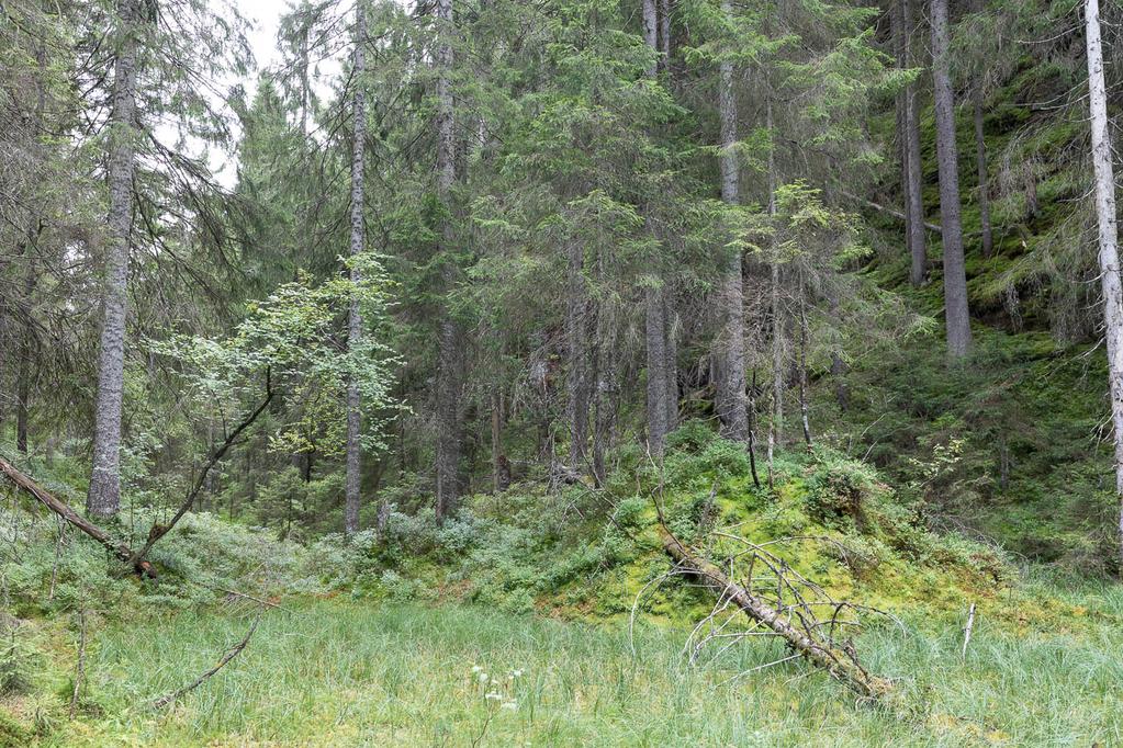 glissen furuskog på Pæletangen.