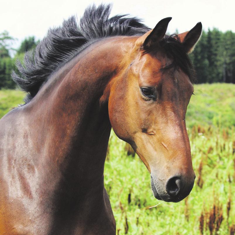 Om veterinærforsikringene En veterinærforsikring kan gi deg erstatning for dine kostnader når en veterinær undersøker og behandler hesten for en sykdom eller en skade.