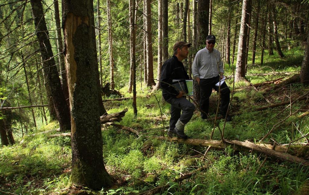 Foto 11: Hogstbefaring i Østmarka, Bente Lise Dagenborg De vanlige skogbrukstiltakene som tilrettelegging for foryngelse, ungskogpleie, tynninger og foryngelseshogster, samt bygging og vedlikehold av