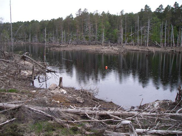 Figur 12: Laksåvatnet, kantsone.