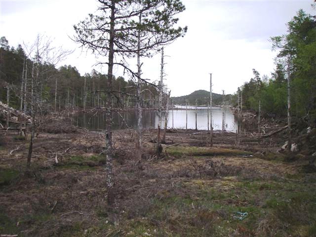 Kartlegging av elvemusling og