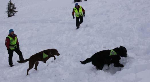 Norwegian Rescue Dogs