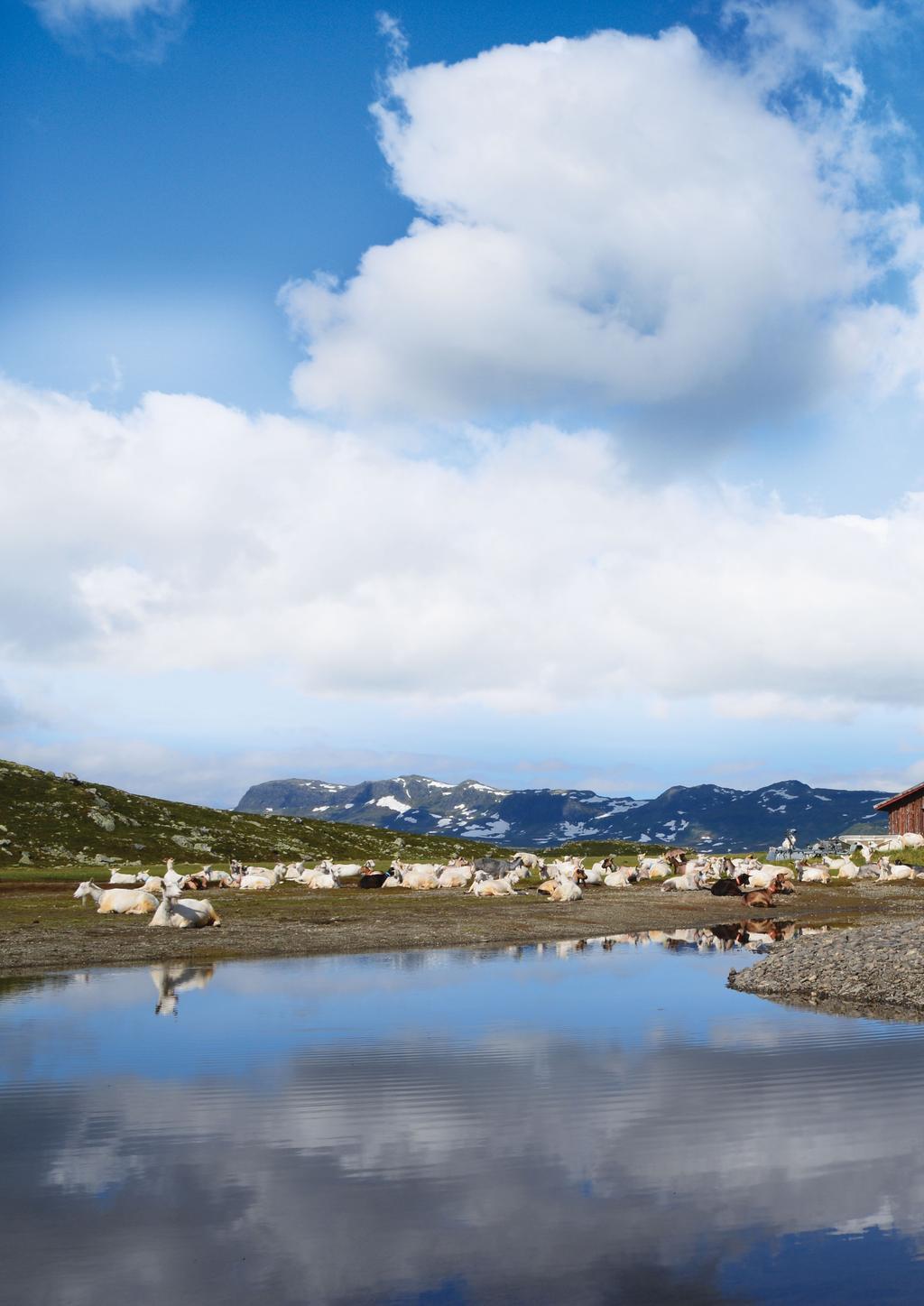 Økonomianalyse Hvitt gull fra Norges tak Norsk geitmelkproduksjon har vært gjennom en stor forvandling.