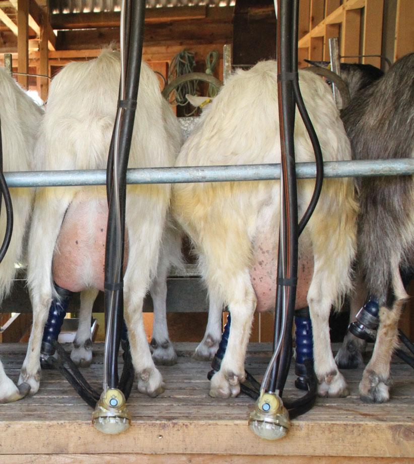 Dobbelt dekningsbidrag Vi har sammenlignet Skrattegard sine produksjons-/regnskapstall med tilsvar - ende i geitekontrollen og NIBIO sine driftsgranskinger.