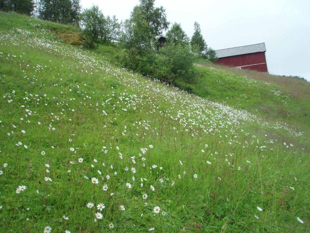 Vestlandet Skjøtselsplan for BN00079386, Eidsdal: Kilsti, Elveteigen, slåttemark i Norddal kommune, Møre og Romsdal fylke. Bilde 1. UTM 40371 690392. Tatt nordover. Viser øverste del av lokaliteten.