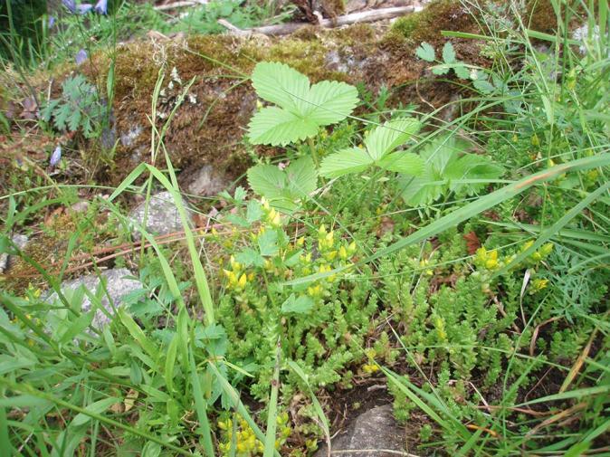 Bilde 8. Artsinventar fra Gjerde. Den gule er bitterbergknapp, ellers ser vi bl.a. markjordbær og gjeldkarve. Artsliste Arter/slekter av karplanter notert 05.07.2011.