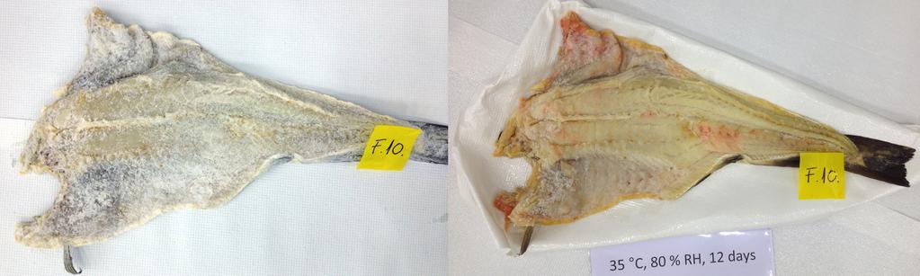 Saltfisk og klippfisk: Holdbarhet på flekket klippfisk Holdbarhet på flekket klippfisk har sammenheng med synlig forekomst av rødmidd.