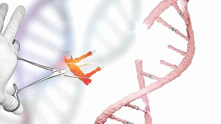 AKTUELT Foto: istockphoto CRISPR er, enkelt forklart, en molekylær versjon av saks og lim. Dette verktøyet gjør det mulig å endre enkeltbaser i DNA med høy presisjon.