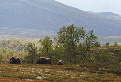 Dagens løsning Reason to go Mysusæter Spranget Rondvassbu Foto: CH - Visitnorwaycom I egen bil Tog/buss P- plass Til fots Pr sykkel Illustrasjon 32: Forenklet brukerreise for dagens løsning i området