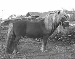 Sortland Eier: Tonje Kverndal, Brydalen, 2500 Tynset, t: 977 86 782 ROCKONESS (SE) NS 0240 NPA 1492 Født 1989 2. premie, Forus 1995 7-8-7-8-8 Langt hode, små ører, Bra hårvekst. Velformet, lang hals.